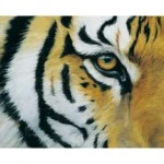 tiger-eye